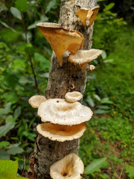 istock Beautiful Lentinus Sajorcaju Mushroom Fungus 1322443300