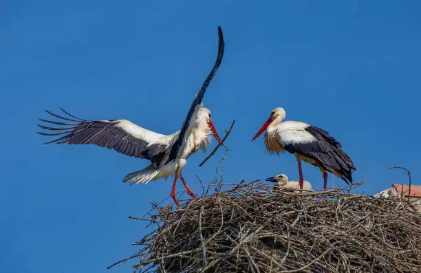 Family of storks feeding their young chicks
