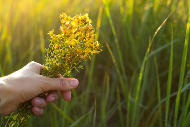 bouquet von johanniskraut in der hand auf einem hintergrund von gras in einem sonnenstrahl. heilkräuter, teesammlung, alternative medizin. sommerzeit, landschaft, ökologie, harmonie mit der natur. kopierraum - johanniskraut stock-fotos und bilder