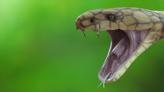 Closeup head of king cobra snake, king cobra closeup face, reptile closeup with Green Blurred  background. Headshot of King Cobra Snake open mouth isolated on background with clipping path. 3D Render.