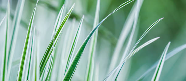 istock Decorative green and white grass.  Arrhenatherum elatius bulbosum variegatum. Natural background. 1322448134