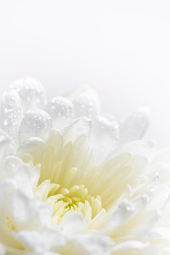 Still life of flowers on white background