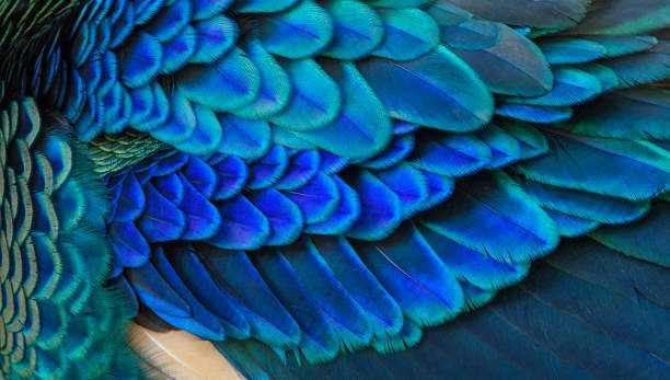 istock Closeup peacock feathers for beautiful background ,Green Peafowl 1322449969