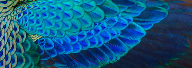 istock Closeup peacock feathers for beautiful background ,Green Peafowl 1322449970