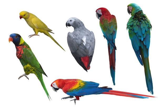 istock Group of beautiful parrots isolated on white background 1322449975