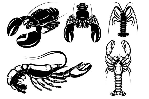 ilustrações, clipart, desenhos animados e ícones de conjunto de ilustrações de lagosta, lagostim em estilo monocromático. elemento de design para rótulo, sinal, emblema, pôster. ilustração vetorial - crayfish