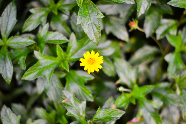 istock Ficaria verna with bright yellow flowers from above 1322450113