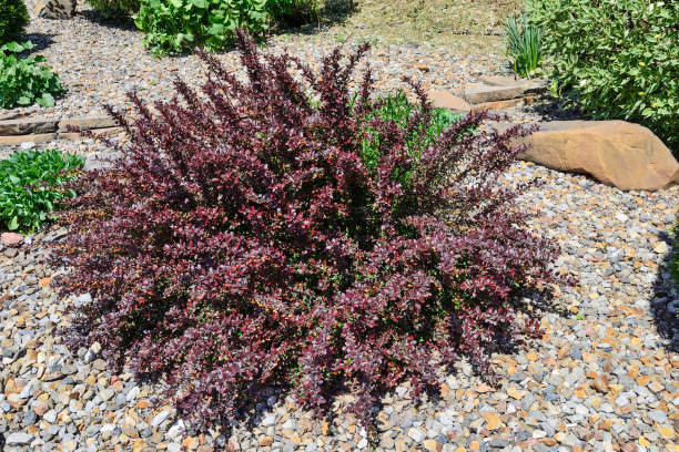 arbusto floreciente de berberis thunbergii atropurpurea, atropurpurea nana en primavera - agracejo rojo fotografías e imágenes de stock