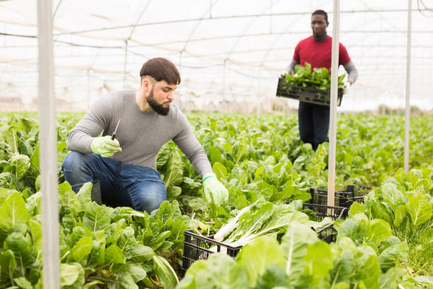 istock Harvesting mangold in a greenhouse - cleaning and storage 1322452407