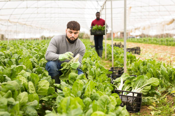 istock Young worker cutting green chard on farm plantation 1322452409