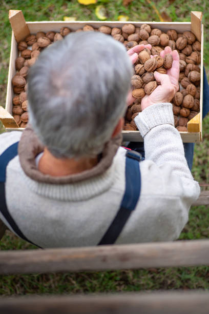 istock Senior man holding freshly picked walnuts in a crate 1322455877