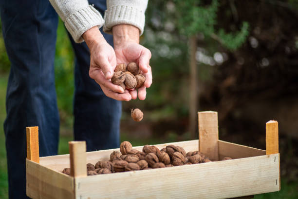 istock Man collecting freshly picked walnuts in a crate 1322456027