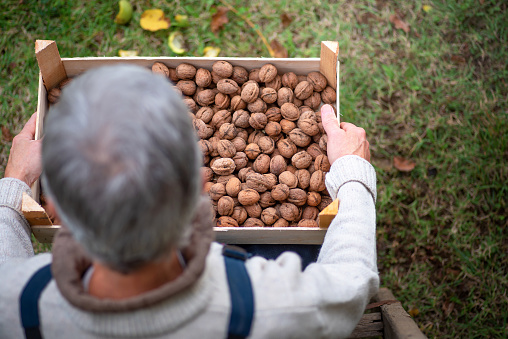 Senior male farmer holding freshly picked walnut fruits in a crate top view. Homegrown organic food and agriculture abstract
