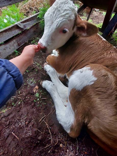 istock Woman stroking newborn calf cow 1322456302