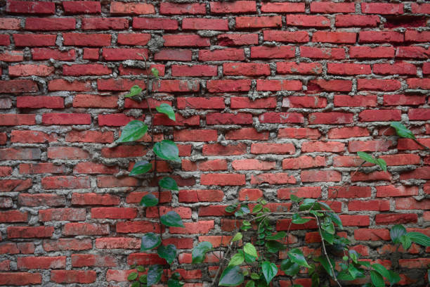 istock Betel medicinal plants on the red brick surface 1322457450