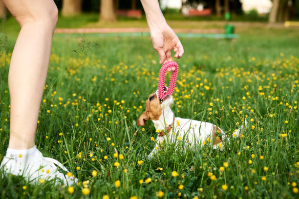 istock Owner Plays With Jack Russell Terrier Dog In The Park 1322458542