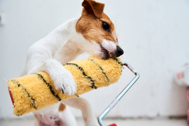 istock Dog Jack Russell Terrier Playing With Paint Roller In White Room. Renovation Concept 1322458595