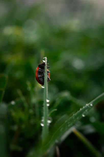 istock Ladybug grass with morning dew. Background macro nature. 1322459479