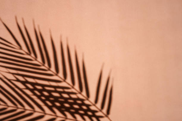 istock Palm leaves shadows on sienna background. Minimalism. 1322461356