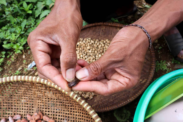 manos humanas sosteniendo granos de cacao - plumín fotografías e imágenes de stock