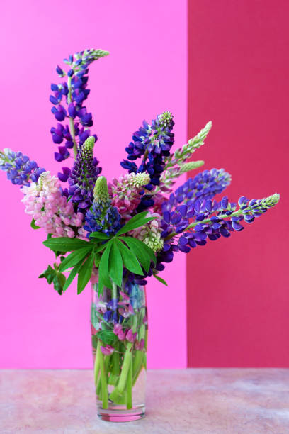 A bouquet of lupines in a vase. Multicolored summer flowers pink and purple on a bright background. Lupine buds. Copy space stock photo