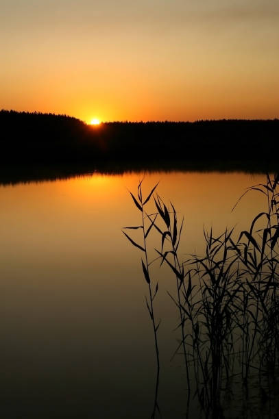 istock Sunset over the lake. In the foreground are reeds. 1322463876