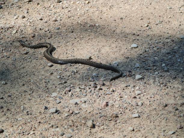 istock The snake is crawling along the ground. Reptiles. 1322464687