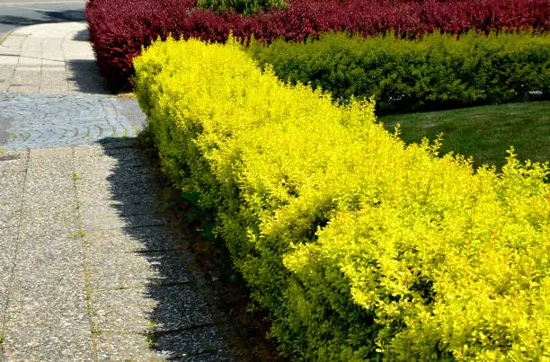 golden leaves do not burn in the sun if the plant is well rooted and has enough attractiveness when it changes to fiery red, orange and salmon from the bottom up. berberis, thumbergii, atropurpurea, aurea