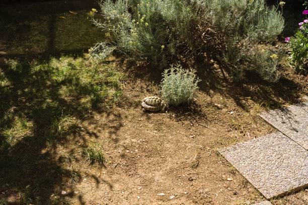 istock A land turtle is walking in the yard next to some plants (Marche, Italy, Europe) 1322465043