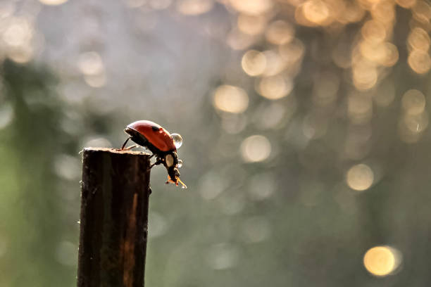 A red ladybug crawls on a stick towards the sun's sunset rays. Bokeh. Macrophotography. After rain.