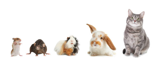 istock Group of different domestic animals on white background, collage. Banner design 1322466184