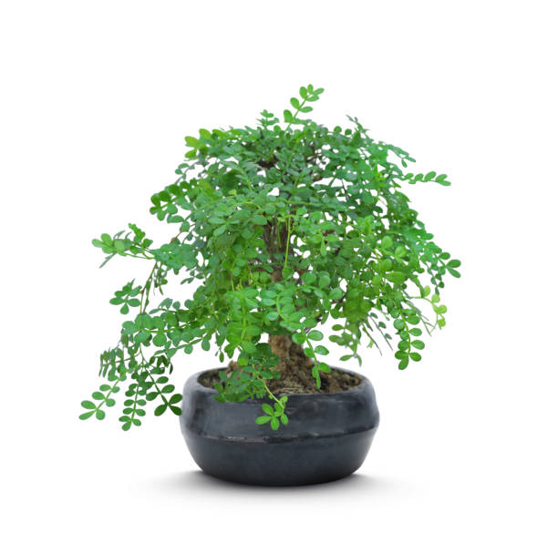 istock Beautiful bonsai tree in pot isolated on white 1322466187