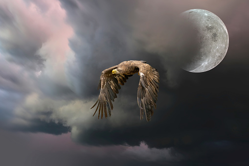 European Bald Eagle flies against a backdrop of a dramatically dark sky with the moon. Flying bird of prey during a hunt. Outstretched wings in search of prey.