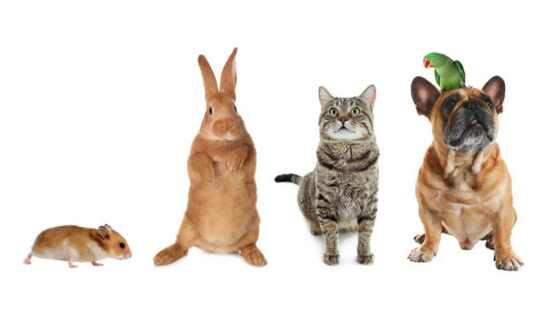 istock Group of different domestic animals on white background, collage. Banner design 1322466228