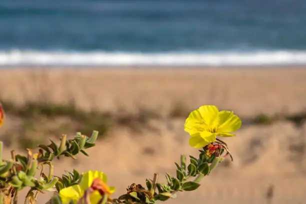 Photo of Yellow flowers Beach evening primrose closeup on the background of the sea