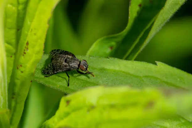 Detail of a blowfly sitting on a leaf against a dark green background