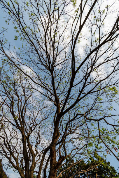 Bare branches of rain trees aka Samanea Saman with a sunny blue sky in the background in the city of Bangalore.
