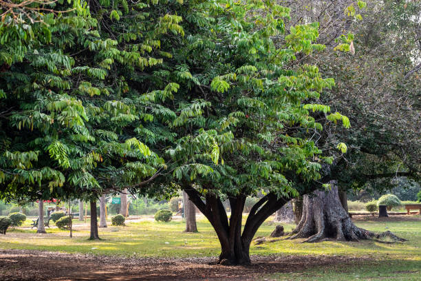 дерево ашока в красивых садах лалбах - lalbagh стоковые фото и изображения