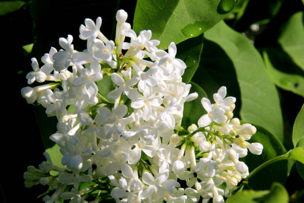 istock Blooming white lilac flowers on the tree (Syringa vulgaris) 1322468587