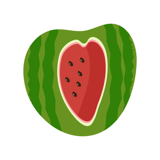 ilustraciones, imágenes clip art, dibujos animados e iconos de stock de sandía sobre fondo blanco para su uso en diseño web o como impresión - watermelon full length isolated circle