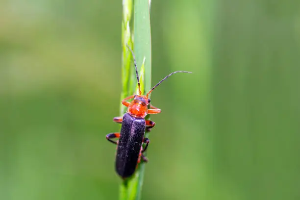 Photo of Soldier beetle, cantharis rustica sitting on grass stem. Macro photo small bug