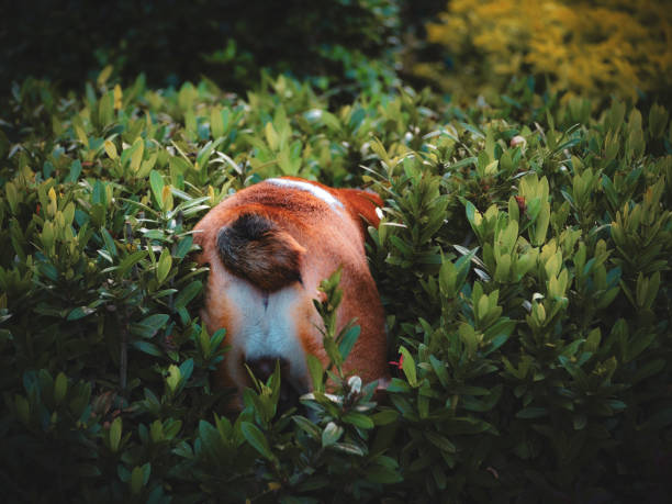 cucciolo di bulldog inglese - english bulldog foto e immagini stock