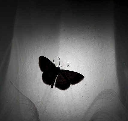 Night Butterfly On A Cloth With Backlight Close Up