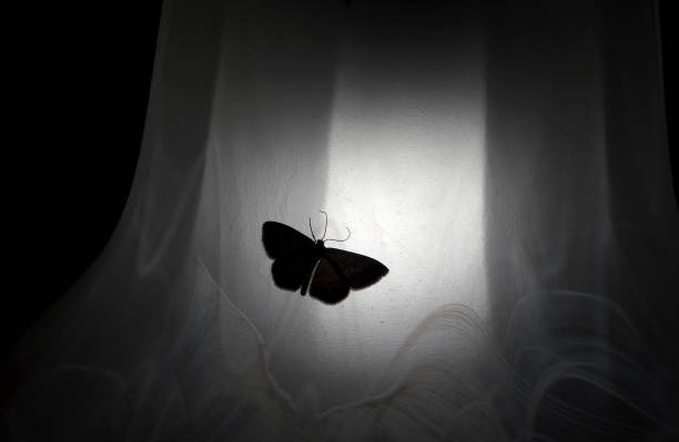 Moth On White Fabric Surface In The Dark