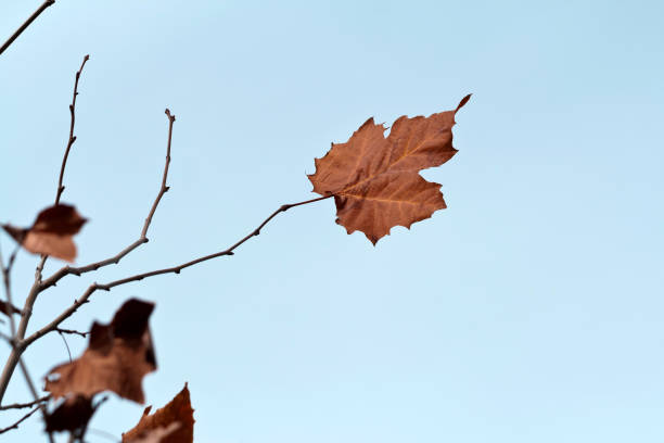 istock Autumn leaf in front of the sky 1322471334