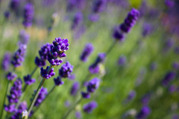 Close up of blossoming purple English lavender on a sunny day, shallow depth of field, full frame, background, England, Kent