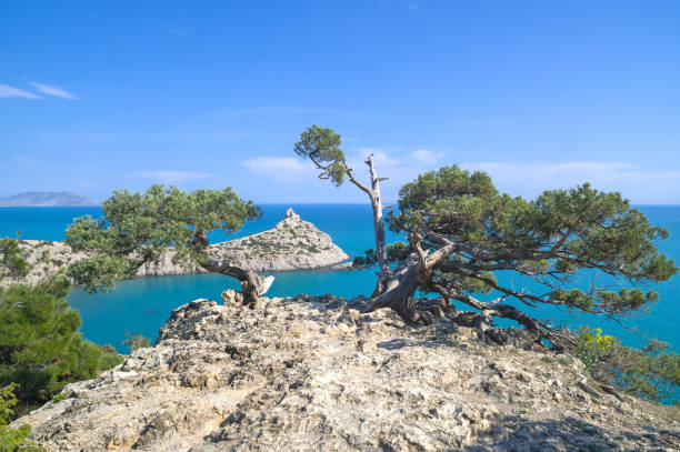 Old curved junipers on the seashore. Two old curved relict tree-like juniper (Juniperus excelsa). on a rock above the sea. Karaul-Oba, Novyy Svet, Crimea. juniperus excelsa stock pictures, royalty-free photos & images