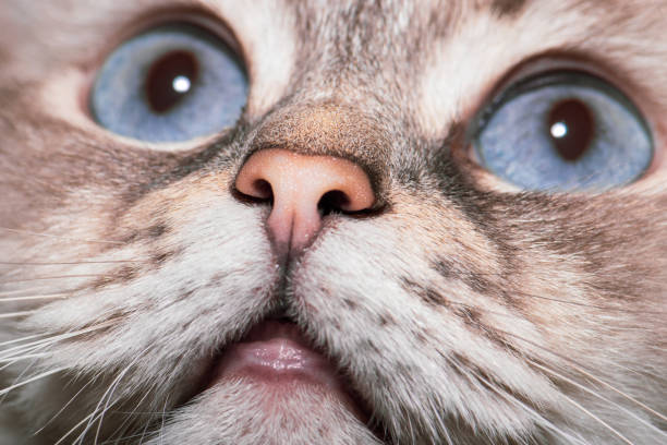 istock Siberian Neva Masquerade cat close-up portrait 1322473066