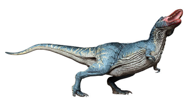 istock 3D illustration dinosaur Tyrannosaurus Rex on white 1322473096