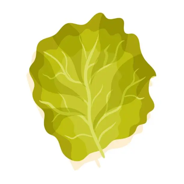 Vector illustration of Lettuce leaf. An ingredient for cooking. Vector illustration on a white background